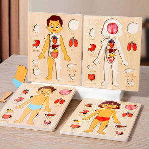 Wooden Human Body Organs Puzzle